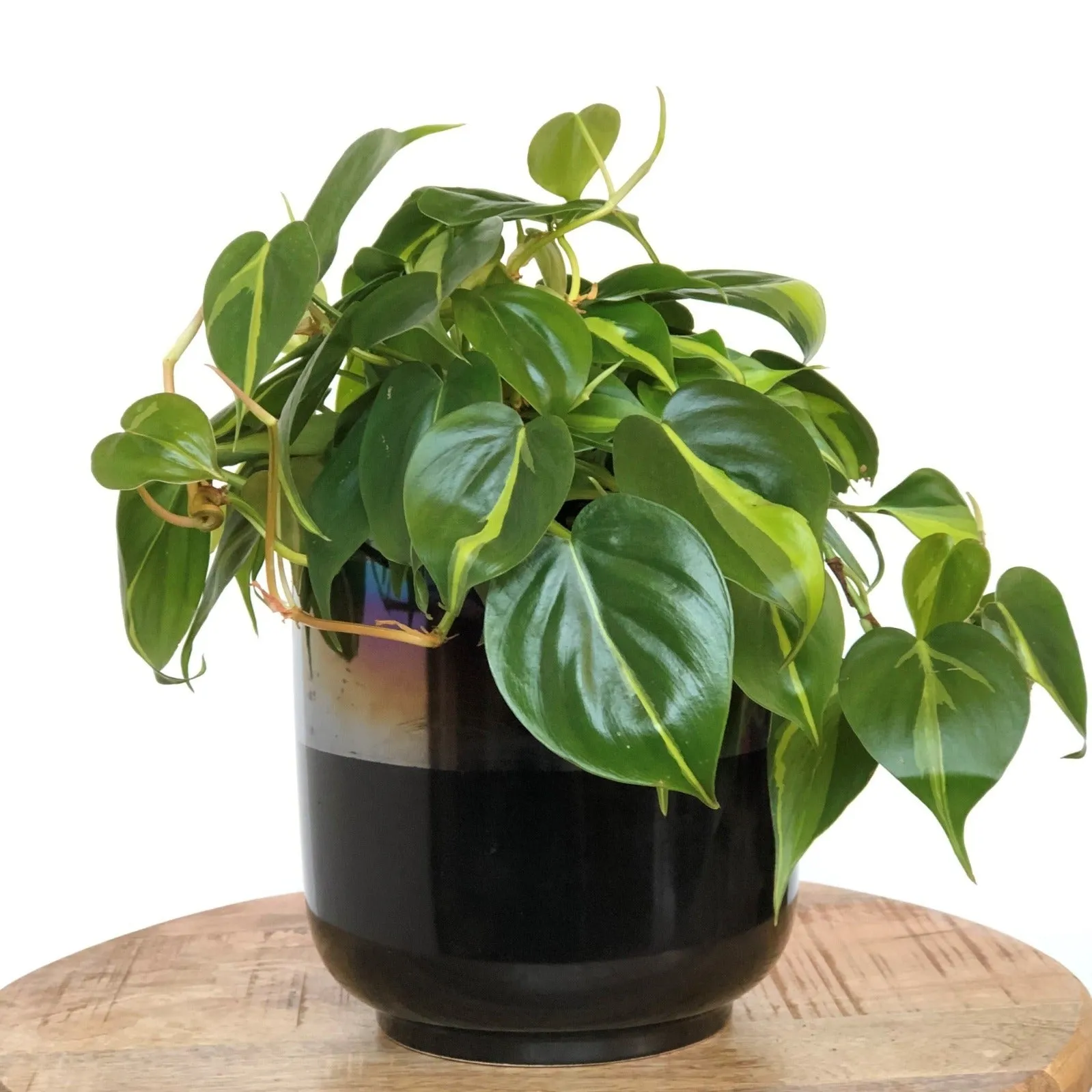 Stacy K Floral | Philodendron